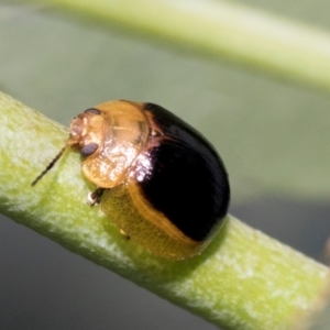 Paropsisterna cloelia at Fraser, ACT - 14 Feb 2023 12:25 PM