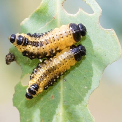 Paropsis atomaria (Eucalyptus leaf beetle) at Fraser, ACT - 14 Feb 2023 by AlisonMilton