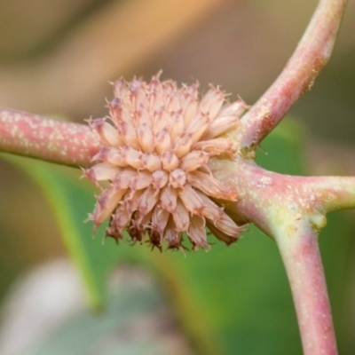 Paropsis atomaria (Eucalyptus leaf beetle) at Fraser, ACT - 14 Feb 2023 by AlisonMilton