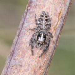 Opisthoncus sexmaculatus (Six-marked jumping spider) at Kuringa Woodlands - 14 Feb 2023 by AlisonMilton