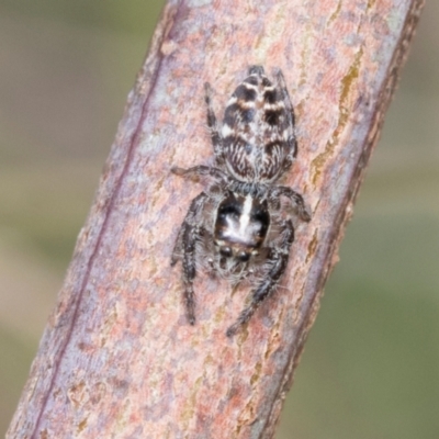 Opisthoncus sexmaculatus (Six-marked jumping spider) at Kuringa Woodlands - 14 Feb 2023 by AlisonMilton