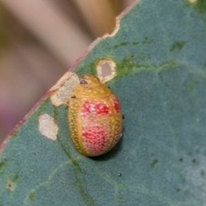 Paropsisterna fastidiosa at Kuringa Woodlands - 14 Feb 2023