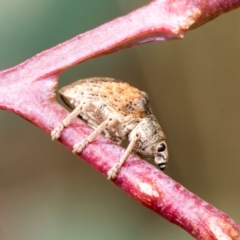 Gonipterus sp. (genus) (Eucalyptus Weevil) at Kuringa Woodlands - 14 Feb 2023 by AlisonMilton