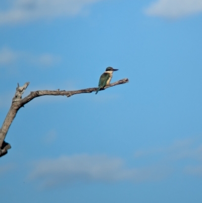 Todiramphus sanctus (Sacred Kingfisher) at East Albury, NSW - 15 Dec 2023 by Darcy