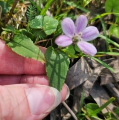 Schelhammera undulata at QPRC LGA - 15 Dec 2023