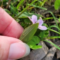 Schelhammera undulata at QPRC LGA - 15 Dec 2023