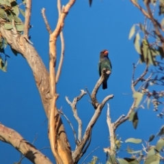 Eurystomus orientalis (Dollarbird) at East Albury, NSW - 15 Dec 2023 by Darcy