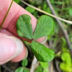 Pullenia gunnii at Monga National Park - 15 Dec 2023