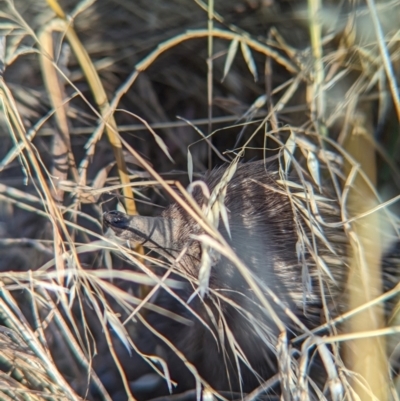 Tachyglossus aculeatus (Short-beaked Echidna) at East Albury, NSW - 15 Dec 2023 by Darcy