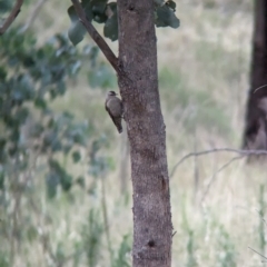Climacteris picumnus (Brown Treecreeper) at East Albury, NSW - 15 Dec 2023 by Darcy