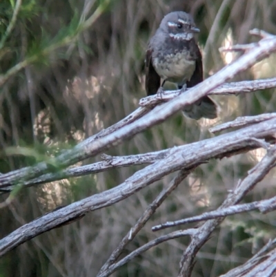 Rhipidura albiscapa (Grey Fantail) at East Albury, NSW - 15 Dec 2023 by Darcy