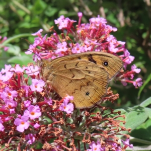 Heteronympha merope at QPRC LGA - 15 Dec 2023 10:22 AM