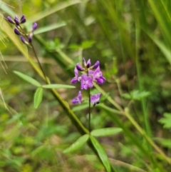 Glycine clandestina at Monga National Park - 15 Dec 2023