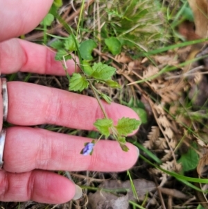 Veronica calycina at QPRC LGA - 15 Dec 2023