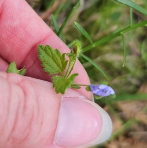 Veronica calycina at QPRC LGA - 15 Dec 2023