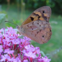 Heteronympha merope (Common Brown Butterfly) at QPRC LGA - 15 Dec 2023 by MatthewFrawley