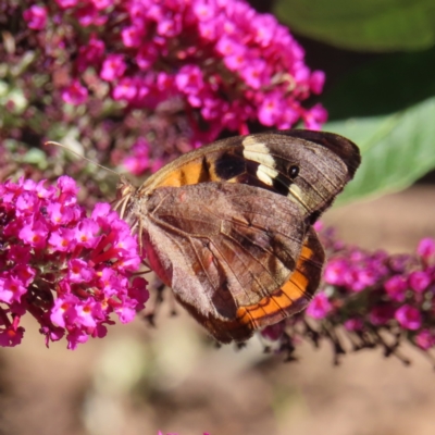 Heteronympha merope (Common Brown Butterfly) at Braidwood, NSW - 15 Dec 2023 by MatthewFrawley
