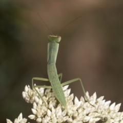 Orthodera ministralis (Green Mantid) at Taylor Offset (TLR) - 15 Dec 2023 by kasiaaus