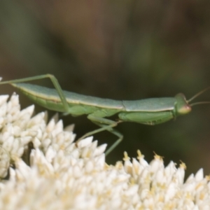 Orthodera ministralis at Taylor, ACT - 15 Dec 2023