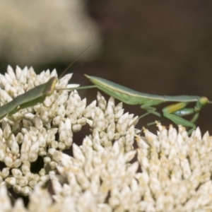 Orthodera ministralis at Taylor, ACT - 15 Dec 2023