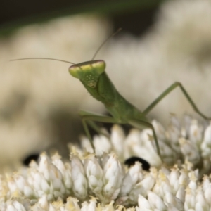 Orthodera ministralis at Taylor, ACT - 15 Dec 2023