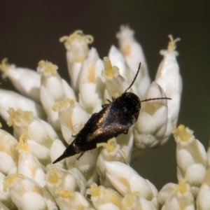 Mordella limbata at Taylor, ACT - 15 Dec 2023 03:08 PM