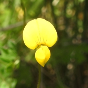 Lotus corniculatus at Namadgi National Park - 15 Dec 2023 10:59 AM