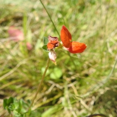 Lotus corniculatus at Namadgi National Park - 15 Dec 2023 10:59 AM