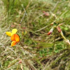 Lotus corniculatus at Namadgi National Park - 15 Dec 2023 10:59 AM