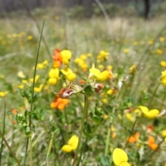 Lotus corniculatus at Namadgi National Park - 15 Dec 2023 10:59 AM