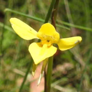 Diuris monticola at Namadgi National Park - 15 Dec 2023