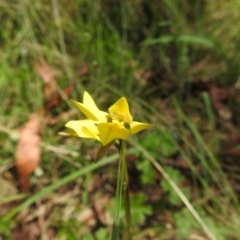 Diuris monticola at Namadgi National Park - 15 Dec 2023