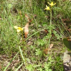 Diuris monticola at Namadgi National Park - 15 Dec 2023