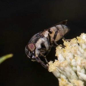 Stomorhina sp. (genus) at Taylor, ACT - 15 Dec 2023