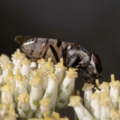 Stomorhina sp. (genus) at Taylor, ACT - 15 Dec 2023