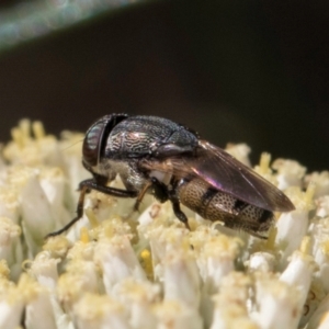 Stomorhina sp. (genus) at Taylor, ACT - 15 Dec 2023