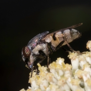 Stomorhina sp. (genus) at Taylor, ACT - 15 Dec 2023