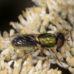 Odontomyia decipiens (Green Soldier Fly) at Taylor Offset (TLR) - 15 Dec 2023 by kasiaaus