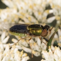 Odontomyia decipiens at Taylor, ACT - 15 Dec 2023 03:16 PM