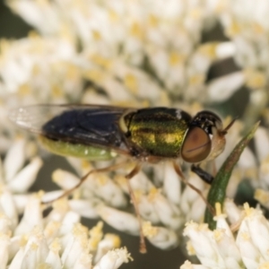 Odontomyia decipiens at Taylor, ACT - 15 Dec 2023 03:16 PM