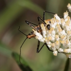 Gminatus australis (Orange assassin bug) at Taylor Offset (TLR) - 15 Dec 2023 by kasiaaus