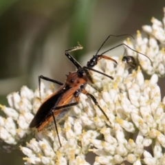 Gminatus australis at Taylor, ACT - 15 Dec 2023