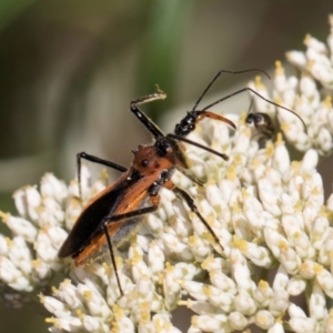 Gminatus australis at Taylor, ACT - 15 Dec 2023