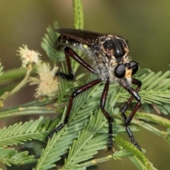 Chrysopogon muelleri (Robber fly) at Taylor Offset (TLR) - 15 Dec 2023 by kasiaaus