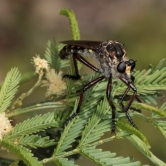 Chrysopogon muelleri at Taylor, ACT - 15 Dec 2023 03:30 PM