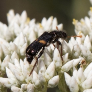 Eleale pulchra at Taylor, ACT - 15 Dec 2023 03:34 PM