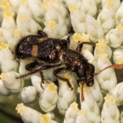 Eleale pulchra (Clerid beetle) at Taylor Offset (TLR) - 15 Dec 2023 by kasiaaus