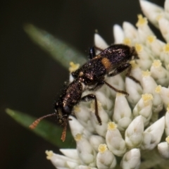 Eleale pulchra at Taylor, ACT - 15 Dec 2023 03:36 PM