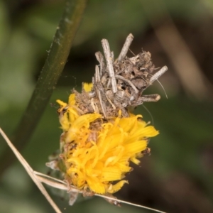 Heliocosma (genus - immature) at Taylor, ACT - 15 Dec 2023