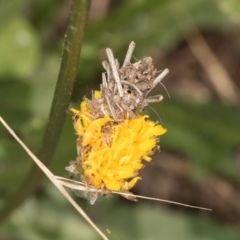 Heliocosma (genus - immature) at Taylor, ACT - 15 Dec 2023